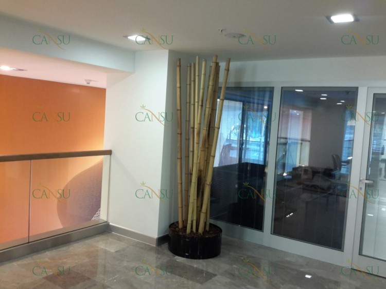 Bambu, Yapay Bambu, Doğal Bambu, Bambu Dekorasyon, Lake Bambu, Bambu Seperatör, Bambu Ağacı, Bambu Dalları